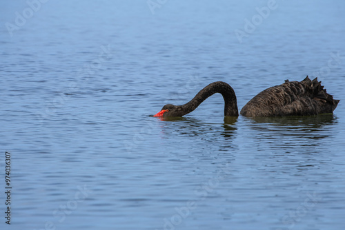 Fototapeta Naklejka Na Ścianę i Meble -  A Black Swan (Cygnus atratus) in the waters of the Gippsland Lakes, Australia.