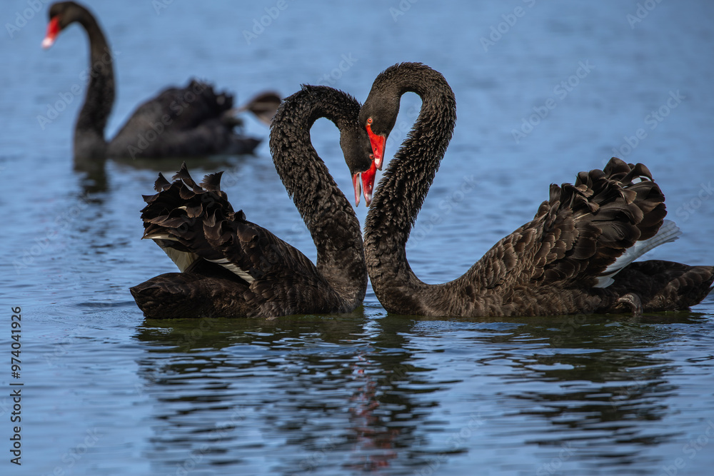 Fototapeta premium Two Black Swans (Cygnus atratus) in the waters of the Gippsland Lakes, Australia.