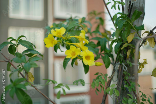 A beautiful Allamanda tree full of yellow color flowers with a lot of green leaves and tree branches, placed beside a wooden stand with a few buildings on the blurry background. 