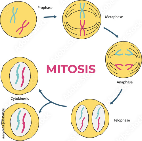 Illustration of Mitosis Diagram