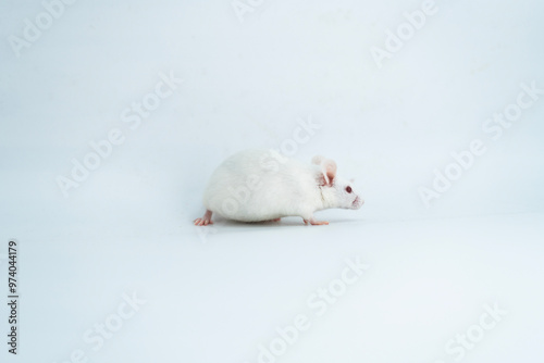 white  laboratory mice on white background