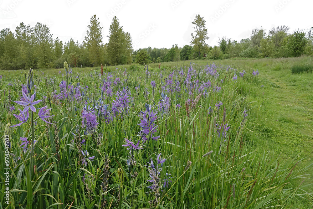 Vibrant Purple Indian Camas Hyacinth, Camassia Flower Field in Oregon Nature Vibrant Purple Indian Camas Hyacinth, Camassia Flower Field in Oregon Nature