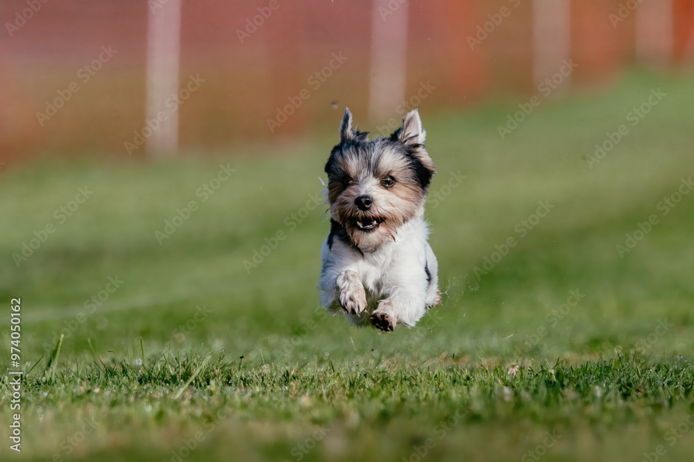 Purebred Biewer Terrier Running Lure Course Dog Sport Purebred Biewer Terrier Running Lure Course Dog Sport