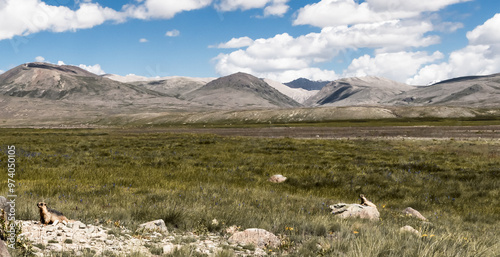 marmot sunbathing and guarding the territory photo