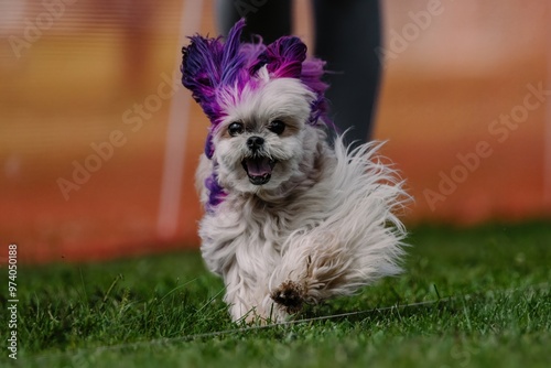 Maltese With Purple Dyed Fur Running Lure Course Dog Sport photo