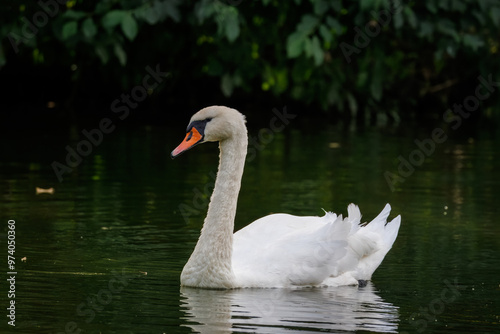 Fototapeta Naklejka Na Ścianę i Meble -  An adult mute swan swims in the water