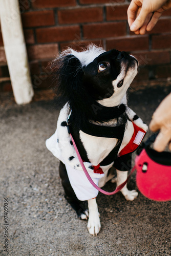 Boston Terrier dog in ironic Halloween costume waiting for treat photo