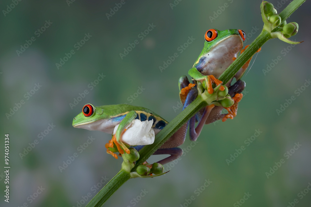 Naklejka premium Red eyed tree frogs hanging on a leaf