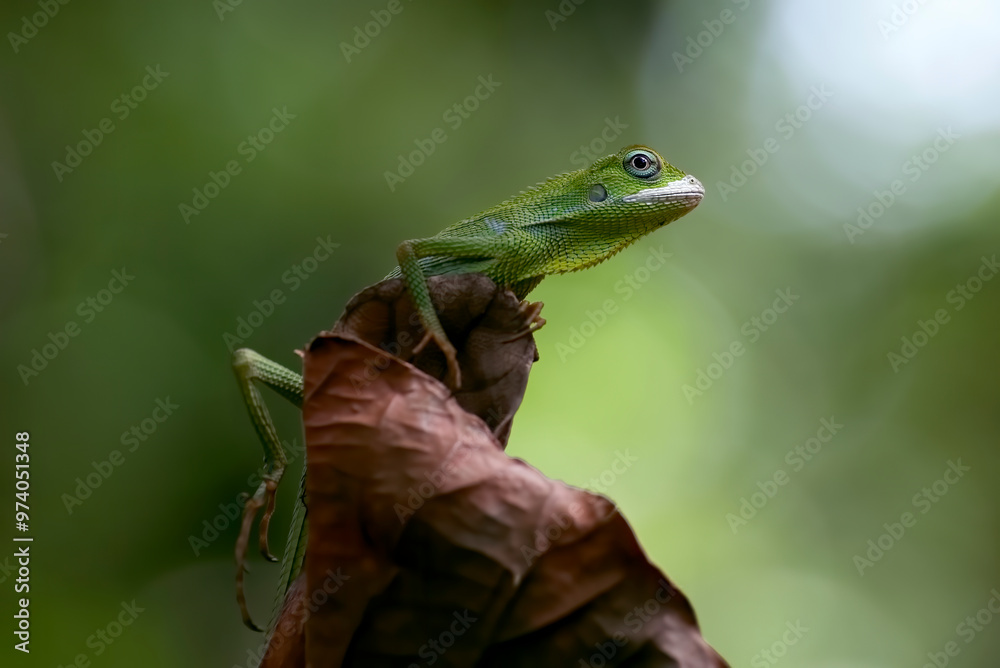 Bronchocela jubata, commonly known as the maned forest lizard Bronchocela jubata, commonly known as the maned forest lizard