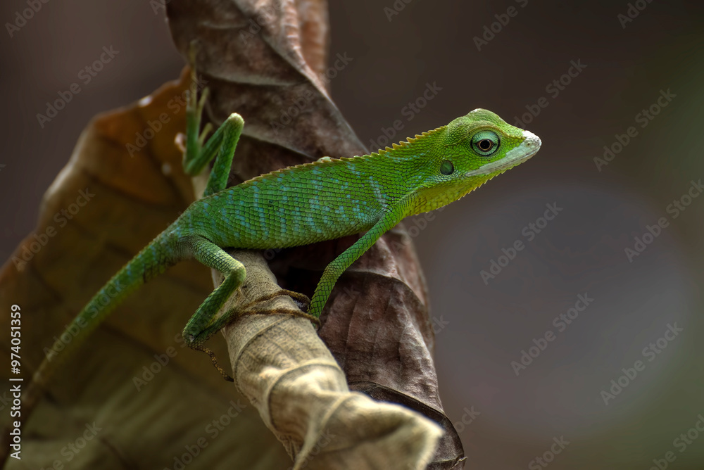 Bronchocela jubata, commonly known as the maned forest lizard Bronchocela jubata, commonly known as the maned forest lizard