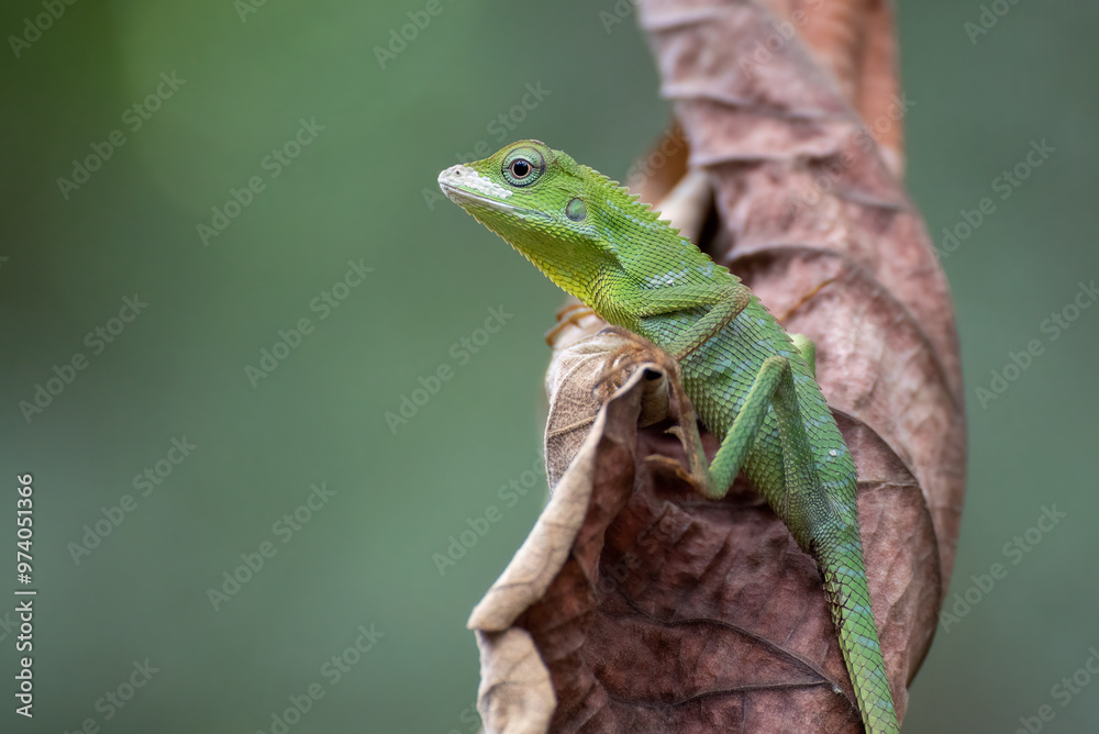 Fototapeta premium Bronchocela jubata, commonly known as the maned forest lizard