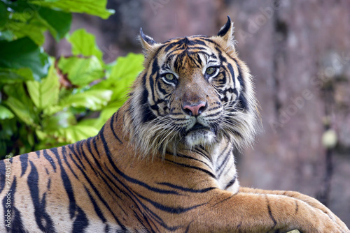 Εκτύπωση καμβά Close up photo of a sumatran tiger