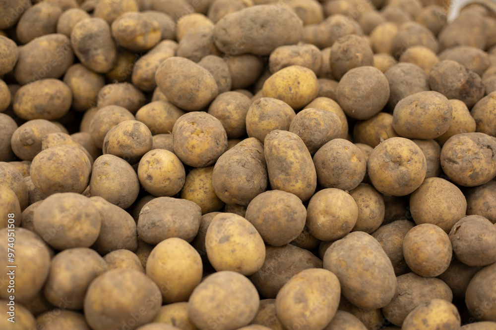 Potatoes on the market. Root vegetable texture. Large size potatoes. Potatoes on the market. Root vegetable texture. Large size potatoes.
