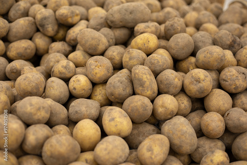 Potatoes on the market. Root vegetable texture. Large size potatoes.