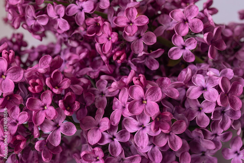 Beautiful purple background from lilac flowers