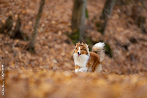 Reddish shetland sheepdog puppy is running on the autumn forest. Shetland collie or sheltie. Cute animal. Purebreed dog. photo