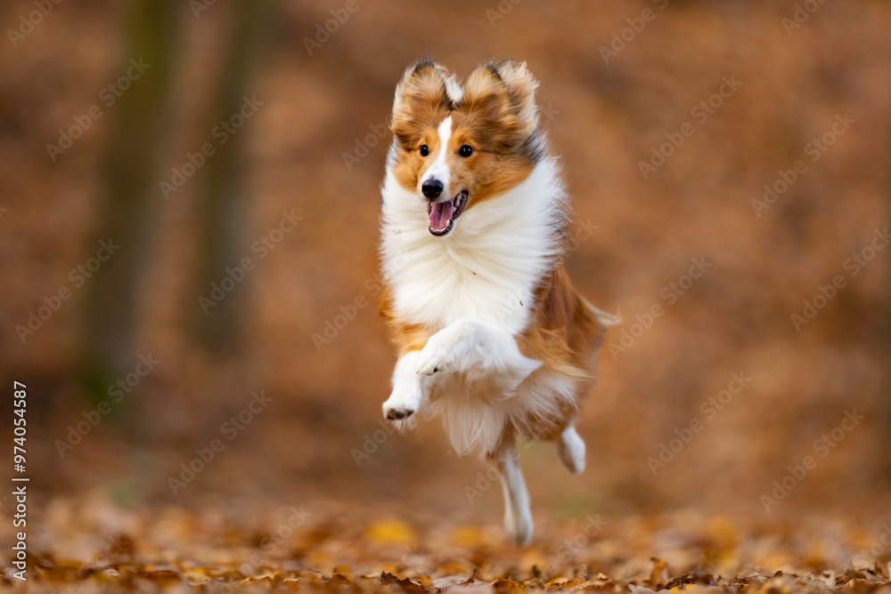 Reddish shetland sheepdog puppy is running on the autumn forest. Shetland collie or sheltie. Cute animal. Purebreed dog.