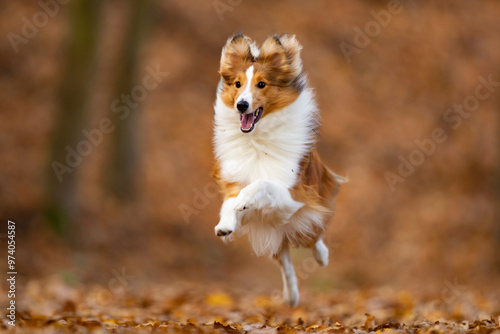Obraz na płótnie Reddish shetland sheepdog puppy is running on the autumn forest. Shetland collie or sheltie. Cute animal. Purebreed dog. w salonie