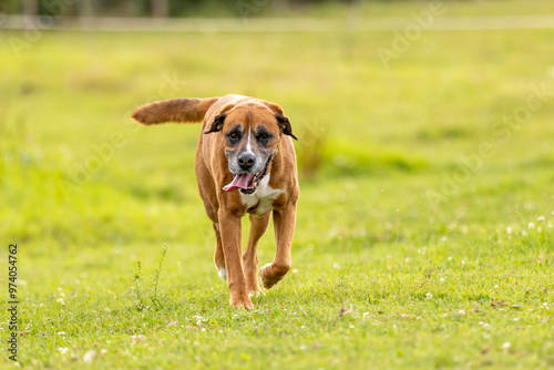 Reddish crossbreed dog on the meadow, work with herd