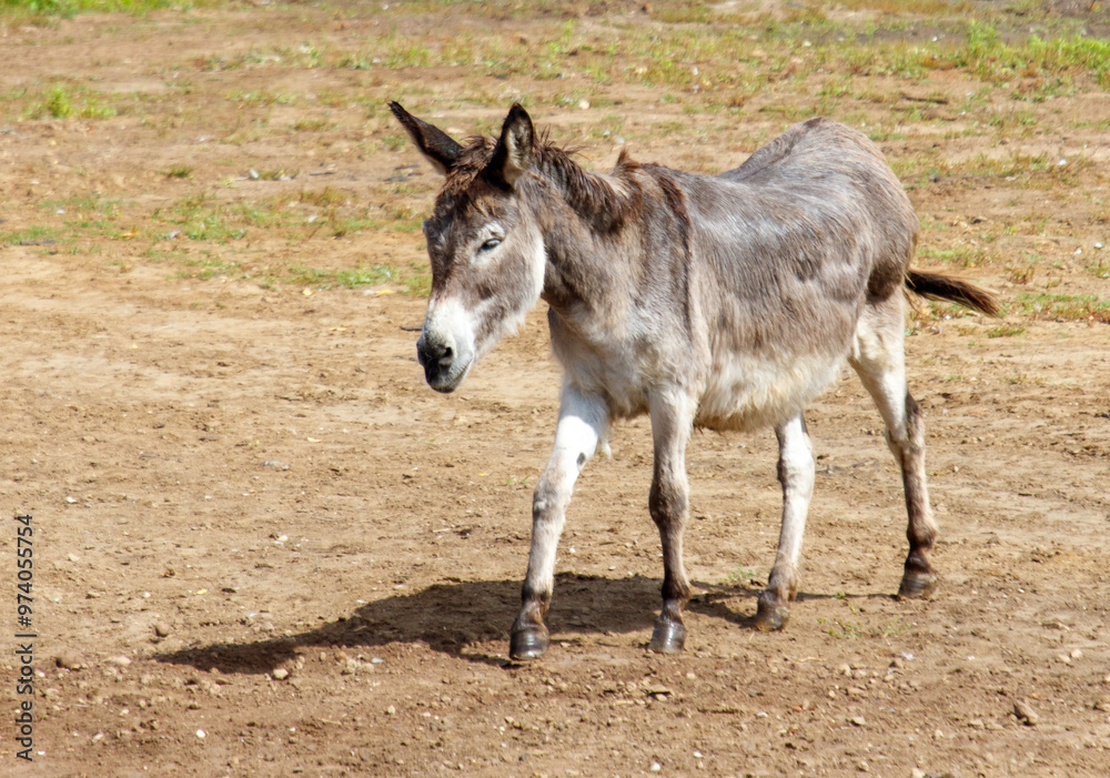 Portrait of a donkey in the wild Portrait of a donkey in the wild