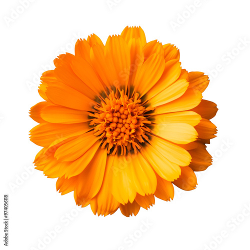 A vibrant, orange calendula flower blooms against a transparent background.