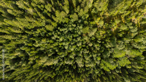 Aerial view of colourful forest and woodlands in autumn in Lofoten, Norway.