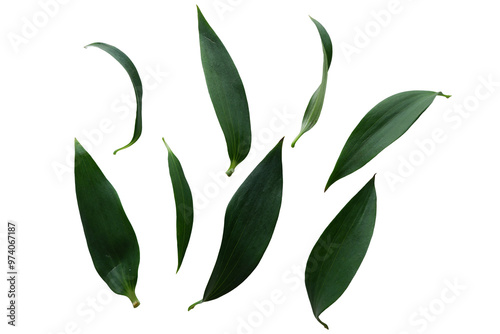 Set of Green leaves. Green leaves png for design and motion design. Collection of green leaves. Botanical elements.