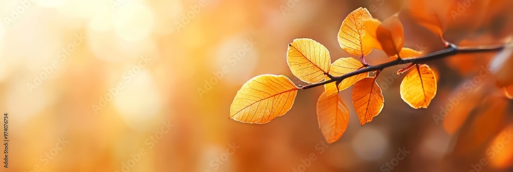  A branch displaying yellow leaves against an indistinct backdrop of orange and yellow foliage