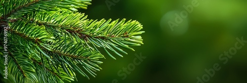  A tight shot of a pine branch, adorned with numerous green leaves, lies in the foreground, while the background softly blurs