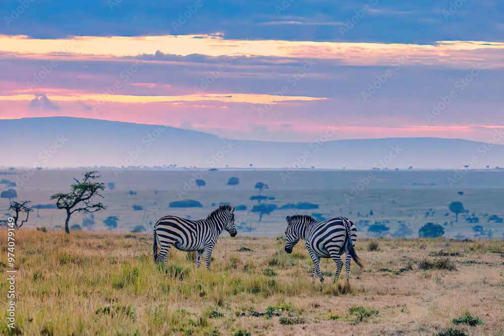 Fototapeta premium zebras in the savannah on sunrise in the golden hour in masai mara reserve in kenya