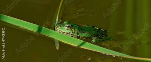 Teichfrosch // Edible frog (Pelophylax esculentus) - Germany photo