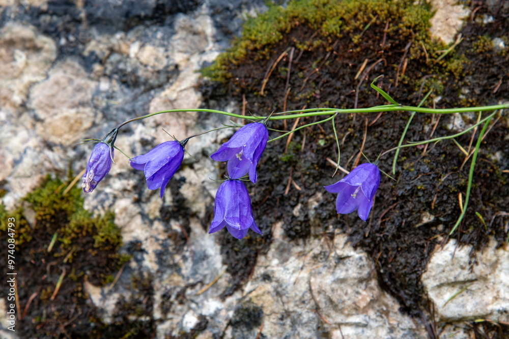 Purple flowers