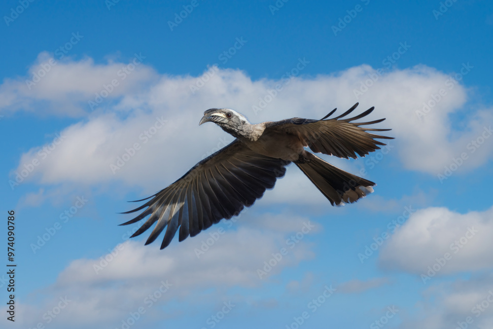 Obraz premium Flying The African grey hornbill (Lophoceros nasutus) is a member of the hornbill family of mainly tropical near-passerine birds found in the Old World.