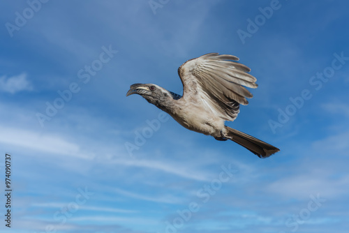 Flying The African grey hornbill (Lophoceros nasutus) is a member of the hornbill family of mainly tropical near-passerine birds found in the Old World. photo