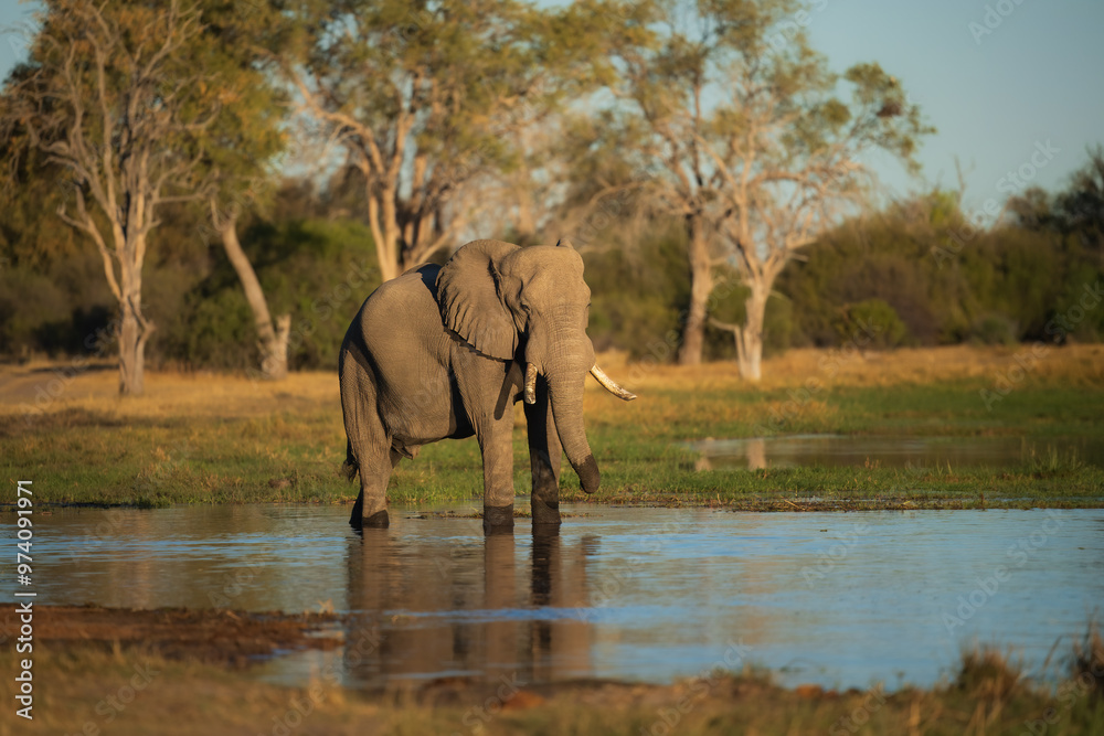 Fototapeta premium Elephants in Moremi game reserve Africa, Family of Elephants , Elephants taking a bath in a water pool with mud, eating green grass. African Elephants in landscape, Africa in autumn.