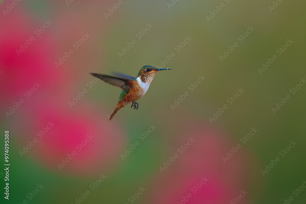 Fototapeta premium Scintillant Hummingbird, Selasphorus scintilla, tiny orange bird in the natural habitat. Smallest bird from Costa Rica in the tropical forest. 