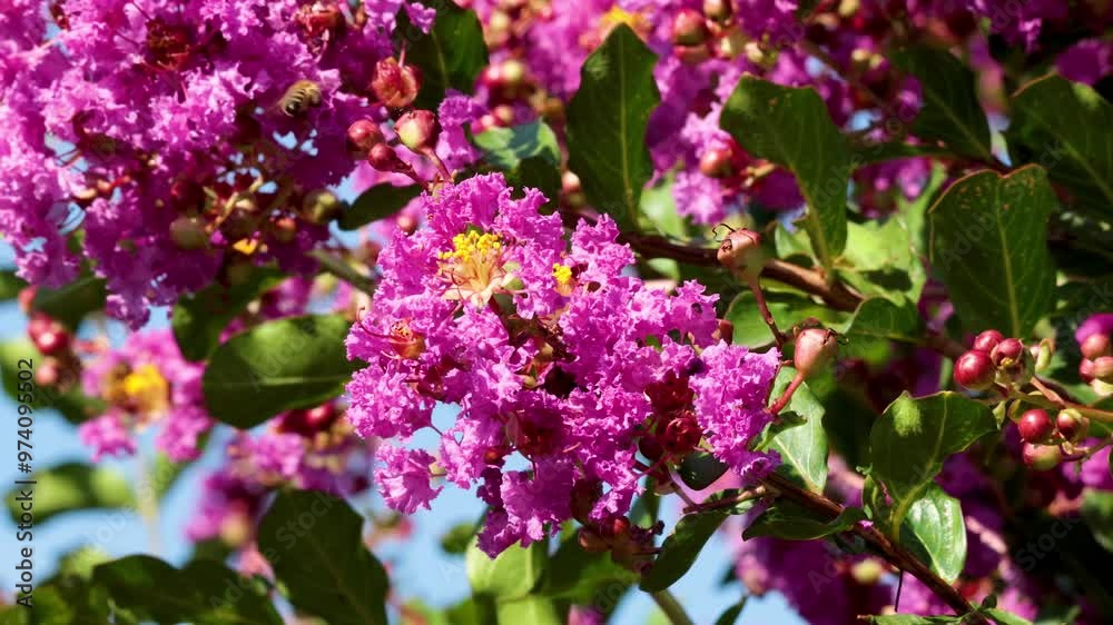 Bee Pollinating Inthanin Flowers in Turin Bee Pollinating Inthanin Flowers in Turin