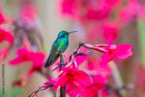 The lesser violetear (Colibri cyanotus), also known as the mountain violet-ear, is a medium-sized, metallic green hummingbird  photo