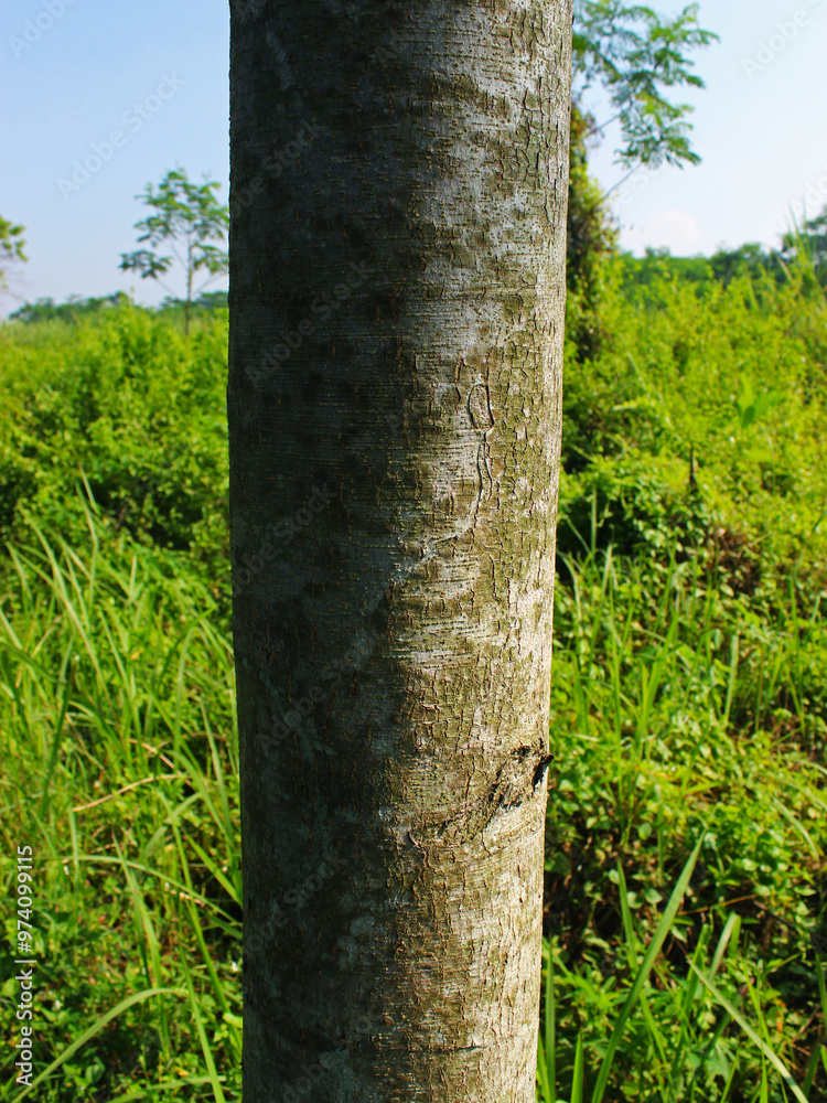 Fototapeta premium Close-up of teak tree trunk against background of grass on a sunny day. 