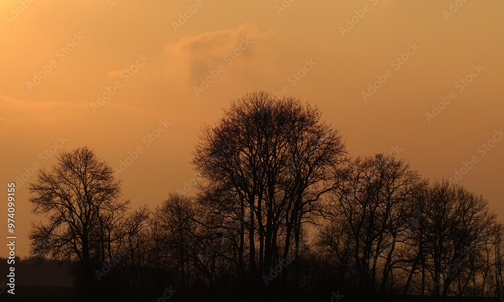 Forest, shadow and trees in nature, peace and fresh air in morning, mockup space and orange sunshine. Outdoor, plants and scenery in woods, calm and environment for adventure, sky and journey Forest, shadow and trees in nature, peace and fresh air in morning, mockup space and orange sunshine. Outdoor, plants and scenery in woods, calm and environment for adventure, sky and journey