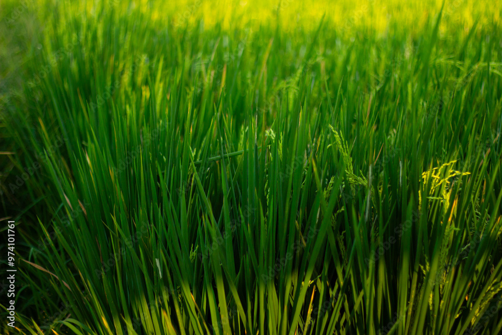 Obraz premium Rice grows abundantly in rice fields. Can be used as a background