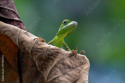 Bronchocela jubata, commonly known as the maned forest lizard