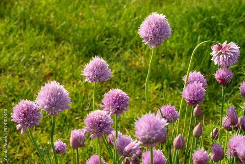 Schnittlauch, Allium Schoenoprasum, Blüten