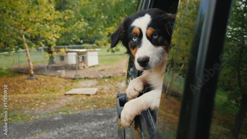 The dog leaves the animal shelter. Looks out of the car window, in the background, cages and booths with dogs. Adopting a pet concept photo