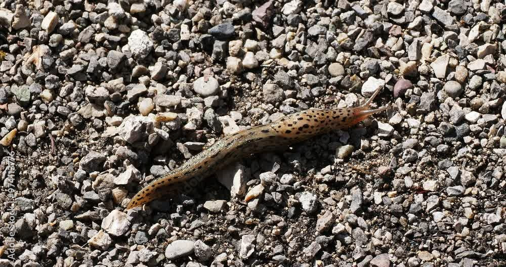 (Limax maximus) Limace léopard ou grande loche grise, grand mollusque européen à motif tacheté se mouvant rapidement à l'aide de son sole pédieuse sur un sol caillouteux 
