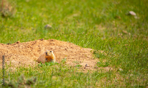 Canvas Print The gopher sits in the grass in the mountains, looks to the side, as if reading your text, studying, showing curiosity, interest