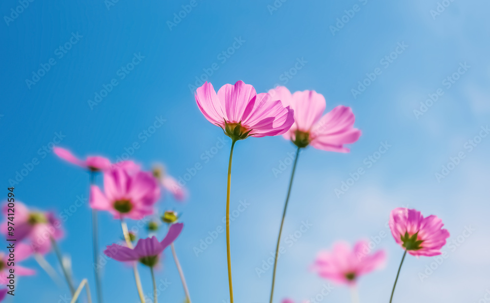 cosmos flowers in the field against bright blue sky ,selective focus cosmos flowers in the field against bright blue sky ,selective focus
