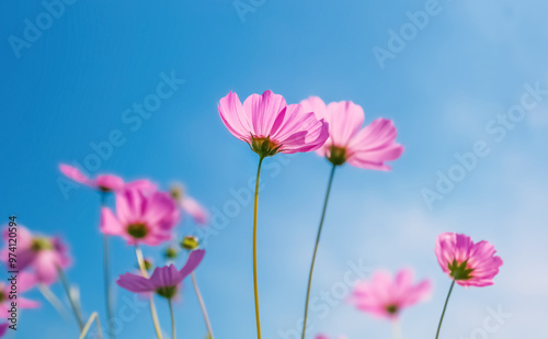 Fototapeta Naklejka Na Ścianę i Meble -  cosmos flowers in the field against bright blue sky ,selective focus