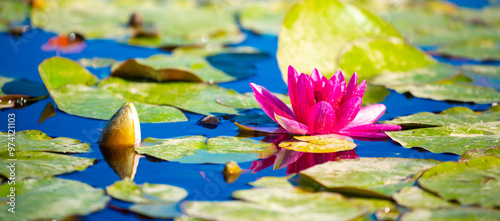 Lotus pond. Water lily close up. Sacred lotus flower in Buddhism. Calmness and tranquility. Spa treatments, yoga, meditation. Tropical nature.