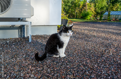 Cat sitting infront of house and air source heat pump
